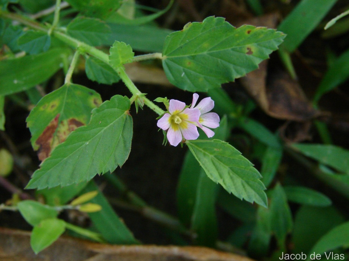Melochia corchorifolia L.